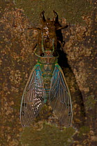 Emerald Cicada (Zammara smaragdina) newly emerged adult from its nymph exoskeleton, wings showing irridescence. Santa Rosa National park tropical dry forest, Costa Rica.