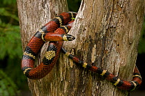 Tropical Milksnake (Lampropeltis triangulum) coiled around tree trunk. This is a non-venomous constrictor. Santa Rosa National park tropical dry forest, Costa Rica.