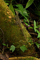 Common Basilisk (Basiliscus basiliscus) on trunk. Costa Rican tropical rainforest.