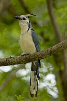 White-throated Magpie-jay (Calocitta formosa) Santa Rosa National Park tropical dry forest, Costa Rica.
