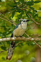 White-throated Magpie-jay (Calocitta formosa). Santa Rosa National Park tropical dry forest, Costa Rica.