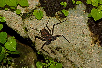 Tail-less Whip Scorpion (Phrynus / Amblypygi whitei). Santa Rosa National Park tropical dry forest, Costa Rica.