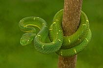 Side-striped Palm-pitviper (Bothriechis lateralis) coiled in strike pose. Costa Rica. Captive.