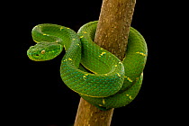 Side-striped Palm-pitviper (Bothriechis lateralis) coiled in strike pose. Costa Rica. Captive.