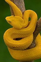 Eyelash Palm-pitviper (Bothriechis / Bothrops schlegeli) coiled in strike pose. Costa Rica. Captive.