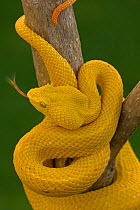Eyelash Palm-pitviper (Bothriechis / Bothrops schlegeli) coiled in strike pose with tongue extended. Costa Rica. Captive.