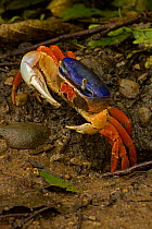 Haloween / Red Land Crab (Gecarcinus quadratus). Costa Rican tropical rainforest.