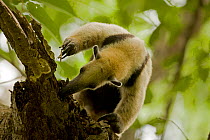 Northern Tamandua (Tamandua mexicana) foraging for ants or termites in a tree. Santa Rosa National Park tropical dry forest, Costa Rica.
