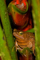 Green Climbing Toad (Bufo / Cranopsis coniferus) between leaves. Costa Rican tropical rainforest.