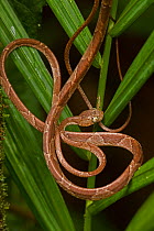 Blunthead Tree Snake (Imantodes cenchoa) coiled around vegetation. Costa Rican tropical rainforest.