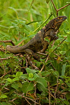 Spiny-tailed Iguana (Ctenosaura similis). Santa Rosa National Park tropical dry forest, Costa Rica.