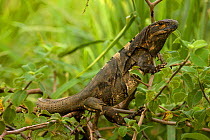 Spiny-tailed Iguana (Ctenosaura similis). Santa Rosa National Park tropical dry forest, Costa Rica.