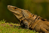 Spiny-tailed Iguana (Ctenosaura similis) head in profile. Santa Rosa National Park tropical dry forest, Costa Rica.