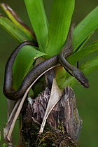 Salmon-bellied Racer snake (Mastigodryas melanolomus) in foliage. Costa Rican tropical rainforest.