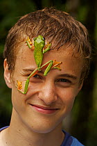 Boy with Gliding Leaf Frog (Agalychnis spurrelli) climbing up his face. Costa Rican tropical rainforest. Model released.