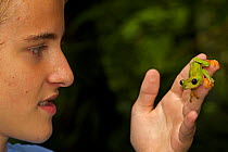Boy looking at Gliding Leaf Frog (Agalychnis spurrelli) held in his hand, Costa Rican tropical rainforest. Model released.