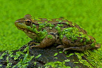 Green Frog (Rana clamitans) covered with duckweed. New York state, USA.