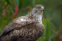 Bonellis eagle (Aquila fasciata) female, Alentejo, Portugal, April.