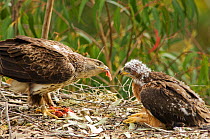 Bonelli's eagle (Aquila fasciata) female feeding chick feeding at nest, Alentejo, Portugal, April.
