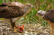 Bonelli's eagle (Aquila fasciata) female feeding chick at nest, Alentejo, Portugal, April.