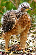 Bonelli's eagle (Aquila fasciata) chick at nest with prey, Alentejo, Portugal, April.