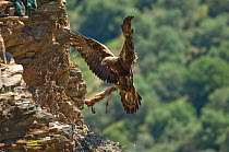 Golden eagle (Aquila chrysaetos) female flying to nest with prey, Alentejo, Portugal, May.