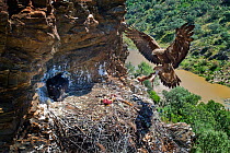 Golden eagle (Aquila chrysaetos) female bringing prey to chicks in the nest, Alentejo, Portugal, June.