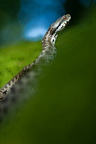 Baskian viper (Vipera seoanei) Geres National Park, Portugal, September.