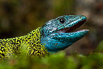 Schreiber's lizard (Lacerta schreiberi) adult male, Geres National Park, Portugal, May.