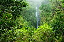 Waterfall in Laurisilva Forest, Madeira Island, April 2009.
