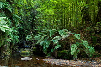 River Ribeiro Bonito, flowing through forest, Madeira Island, October 2011.