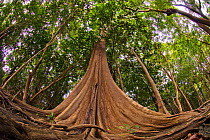 Looking up root system and tree trunk in Amazon forest, Rio Negro, Brazil, December 2009.