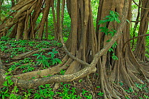 Tree roots in Amazon forest, Rio Negro, Brazil, December 2009.