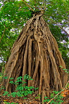 Looking up root system and tree trunk in Amazon forest, Rio Negro, Brazil, January 2009.