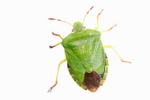 Green shieldbug (Palomena prasina) on white background, captive