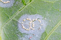 Cabbage whitefly eggs (Aleyrodes proletella) on purple sprouting broccoli leaves, UK