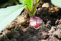 Radish (Raphanus genus) eaten by slugs and snails, UK