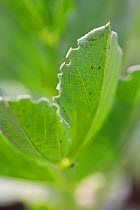Leaf damage on Broad beans (Vicia faba) caused by Pea and bean weevils, UK