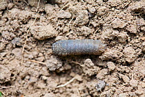 Leatherjacket, a larva of cranefly (Tipula) a common lawn pest, UK