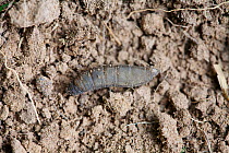 Leatherjacket, a larva of cranefly (Tipula) a common lawn pest, UK