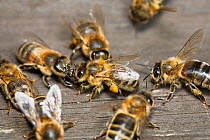 Honey bee (Apis mellifera) returning to hive and communicating nectar source to other workers, Sussex, UK