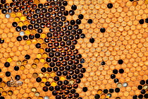 Honey bee hive (Apis mellifera) showing capped comb and pollen stores, Sussex, UK