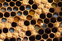 Honey bee comb (Apis mellifera) showing capped honey cells, larval cells, pollen cells and worker emerging from cell, Sussex, UK