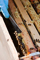 Beekeeper removing a queen cell from Honey bee frame (Apis mellifera) Sussex, UK