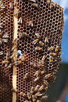 Honey bee comb (Apis mellifera) Sussex, UK