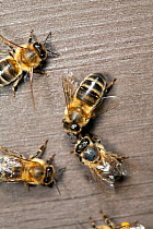 Honey bee (Apis mellifera) workers exchanging food - known as trophallaxis, Sussex, UK