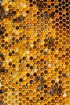 Honey bee (Apis mellifera) workers on comb with capped honey cells and pollen store cells, note the different colour pollen from different flowers, Sussex, UK