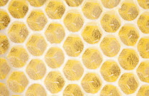 Honey bee (Apis mellifera) cells with worker eggs, Sussex, UK