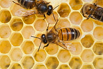 Honey bee worker (Apis mellifera) tending to eggs, Sussex, UK