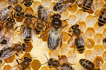 Honey bee drone and workers (Apis mellifera) Sussex, UK